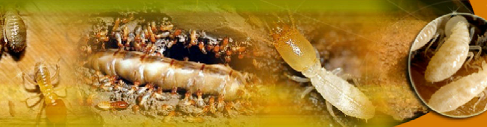 Bán thuốc diệt côn trùng Mối - Muỗi - Kiến - Gián - Chuột Bán thuốc diệt côn trùng Mối - Muỗi - Kiến - Gián - Chuột