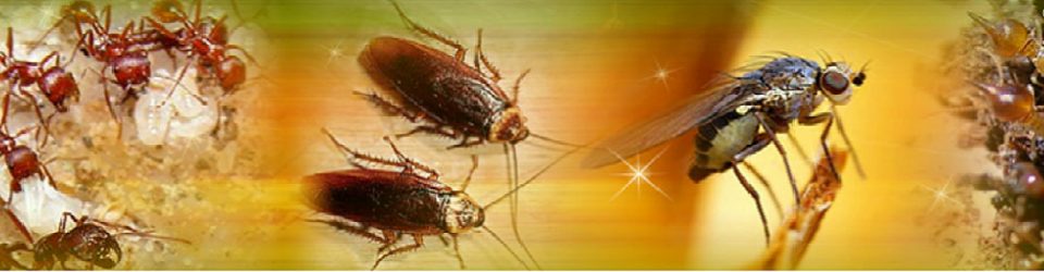 Bán thuốc diệt côn trùng Mối - Muỗi - Kiến - Gián - Chuột Bán thuốc diệt côn trùng Mối - Muỗi - Kiến - Gián - Chuột