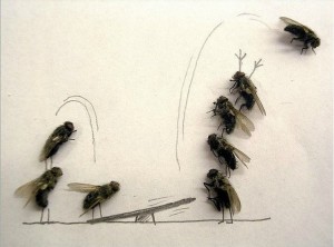 Bán Thuốc Diệt Ruồi Giá Rẻ Tại TPhcm