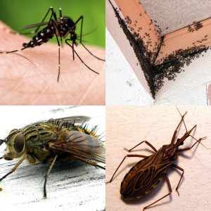 ban thuoc diet muoi con trung a le 10 sc