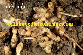 Diệt mối TPP HCM