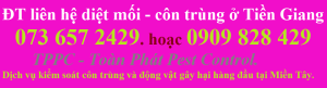 Diệt mối tại Mỹ Tho Tiền Giang