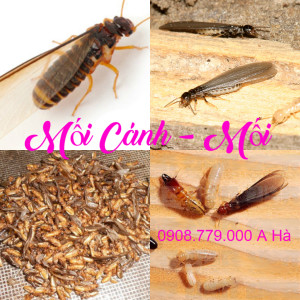 Diệt  mối tận gốc tại quận 2