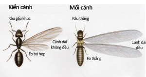 Diệt mối tại Việt Trì - Phú Thọ