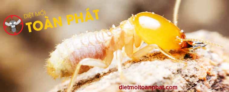 Công ty diệt mối tại TPHCM - Diệt mối Tận Gốc