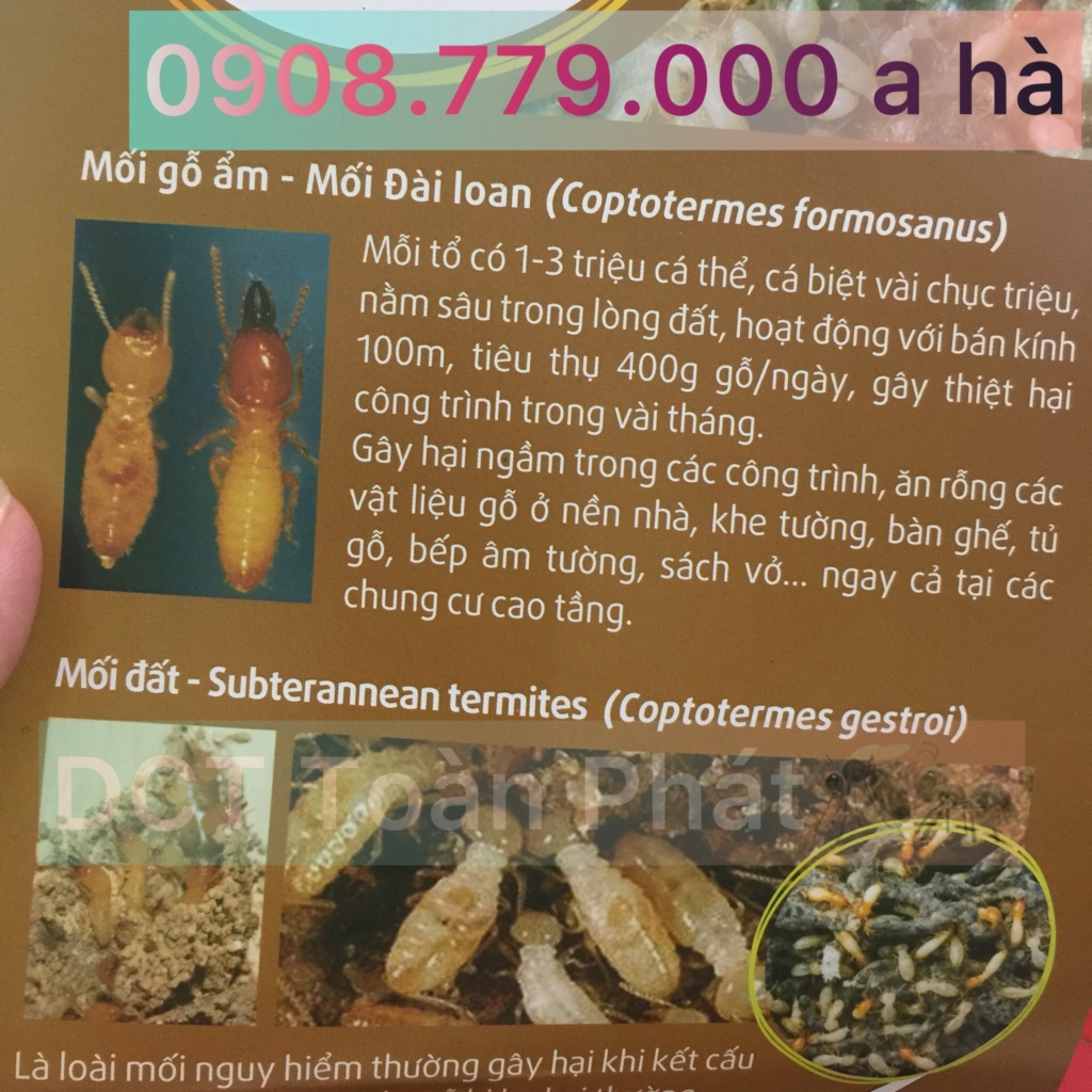  Dịch vụ diệt mối tại Bình Tân