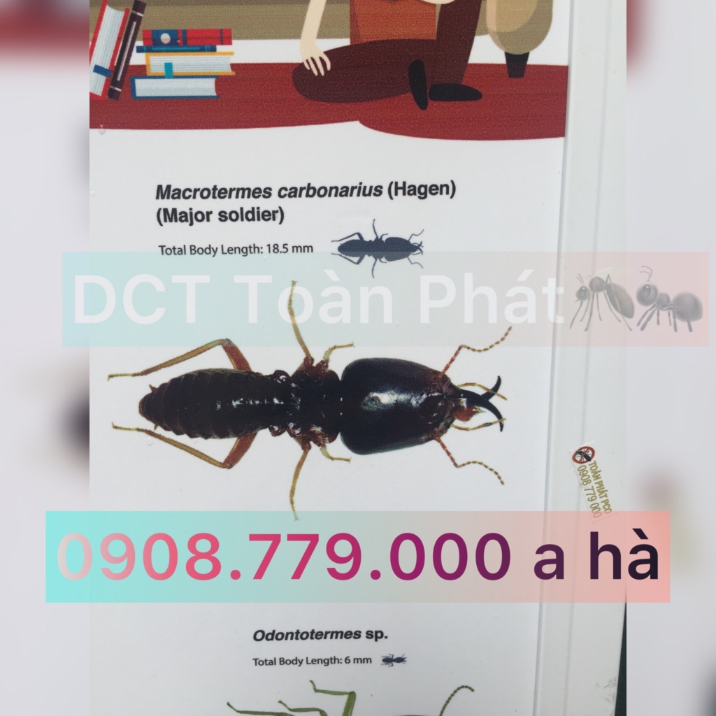  Dịch vụ diệt mối tại Bình Tân