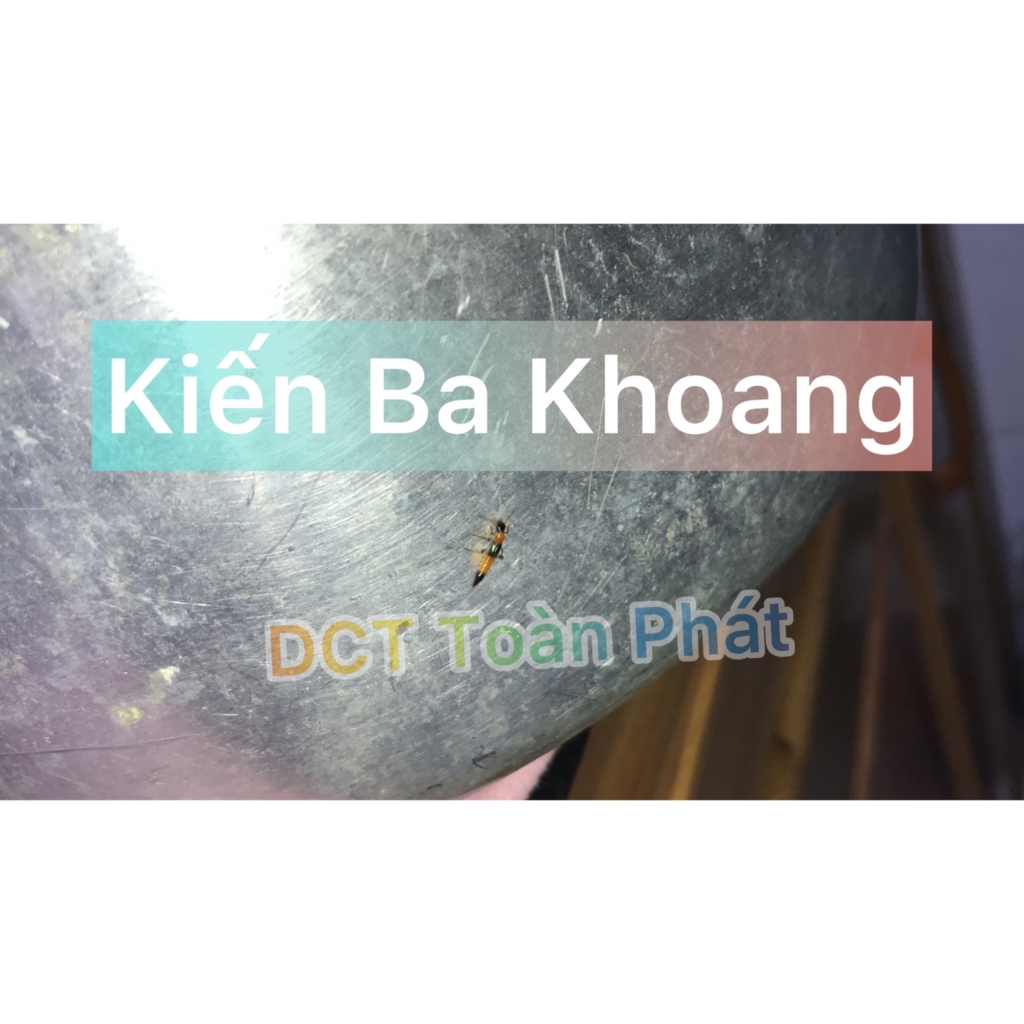 Dịch Vụ Diệt KIẾN BA KHOANG Tận Nhà