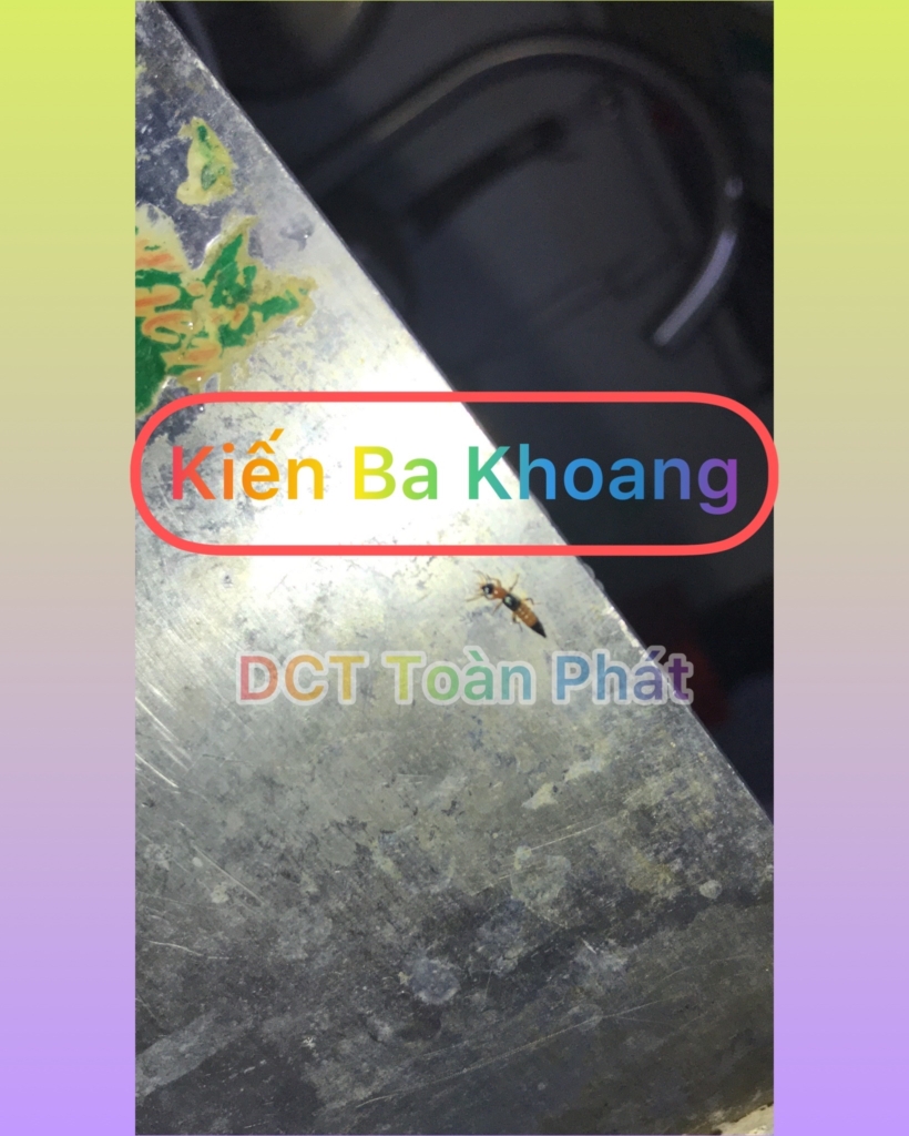 Dịch Vụ Diệt KIẾN BA KHOANG Tận Nhà