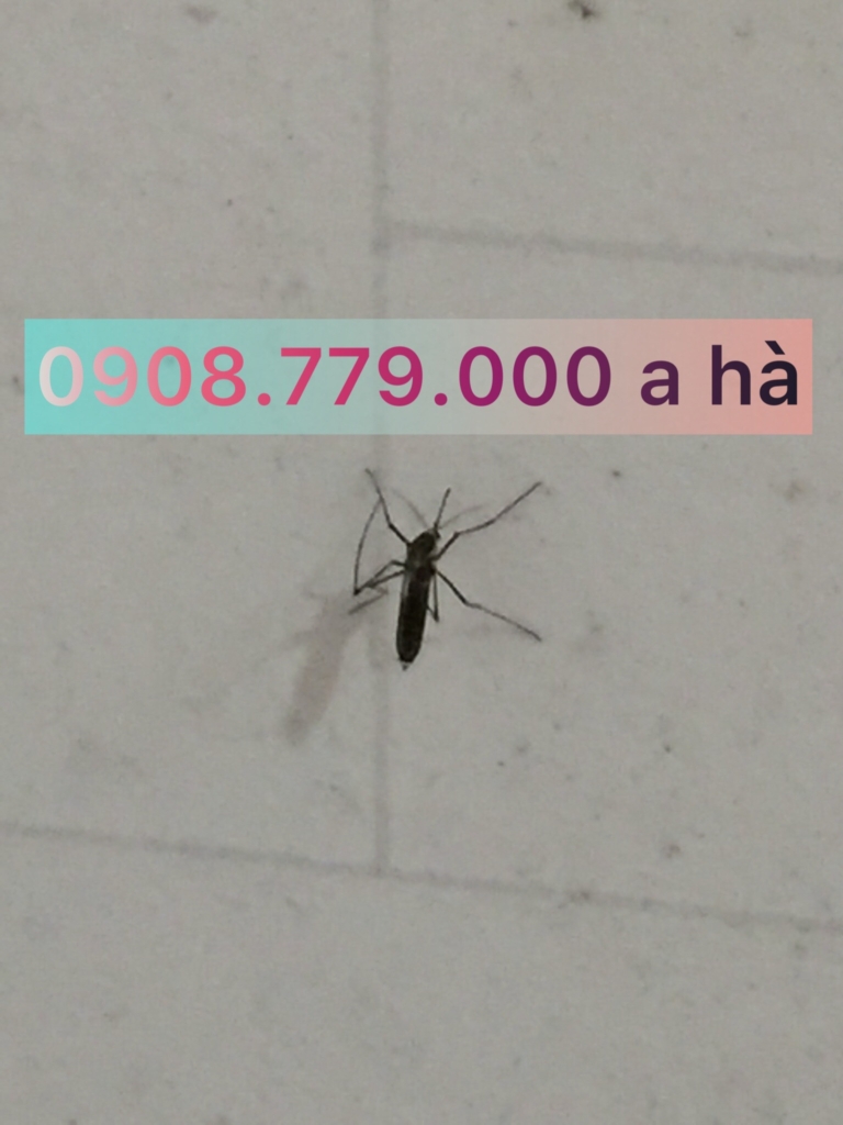 Bán thuốc diệt muỗi tại Bình Chánh