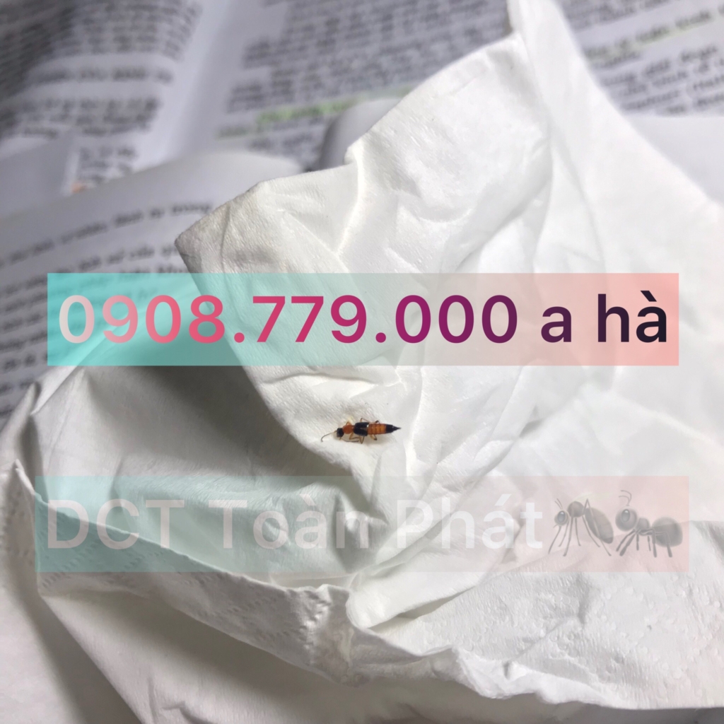  Dịch Vụ Diệt Kiến Tại Nhà