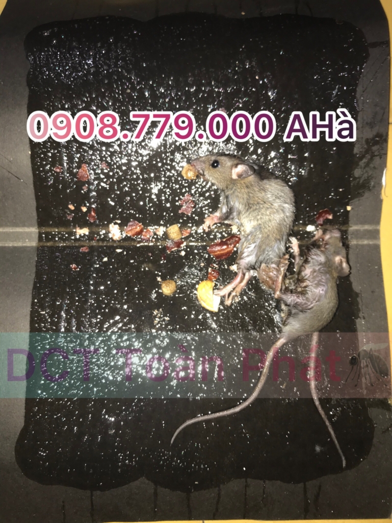 Tại đây có bán thuốc Diệt Chuột Storm