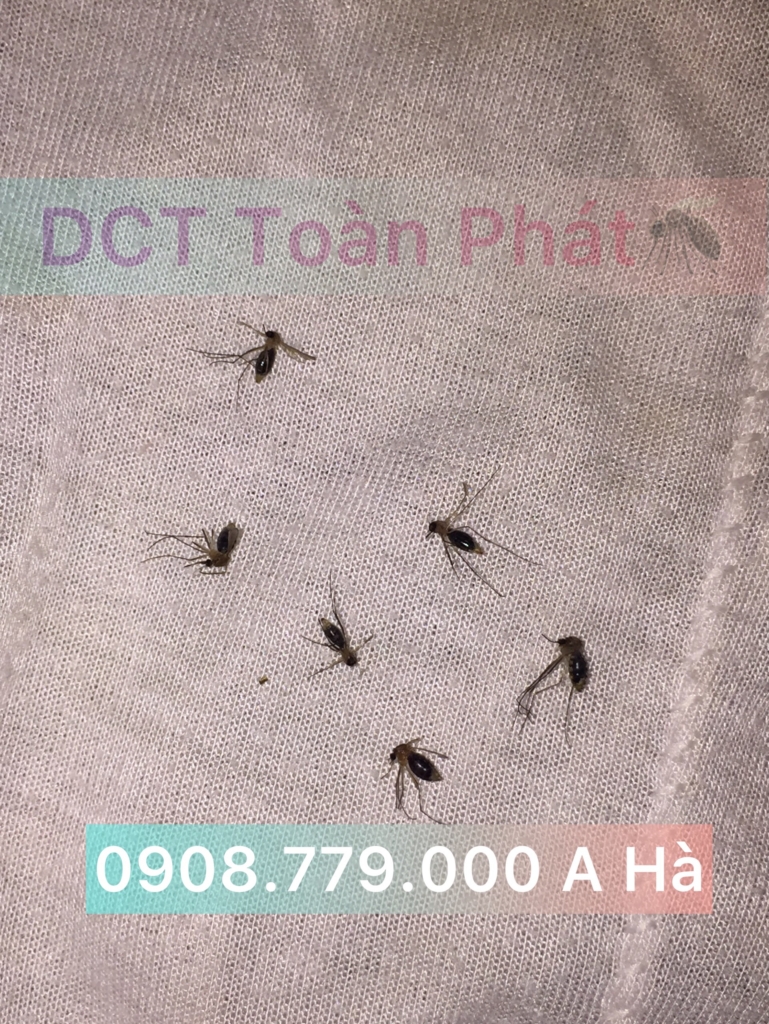 Hướng Dẫn Sử Dụng Thuốc Diệt Muỗi Mappermethrin 50Ec