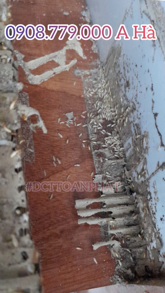 MOI AN GO & GIAY CACTONG