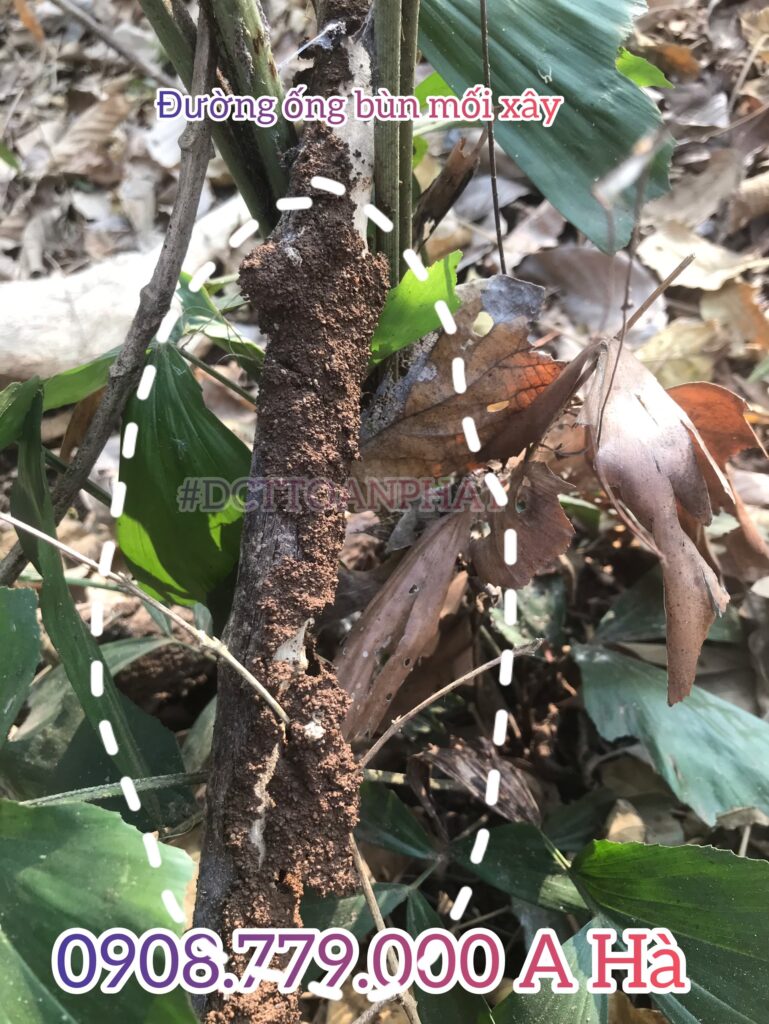 duong dat moi xay dung