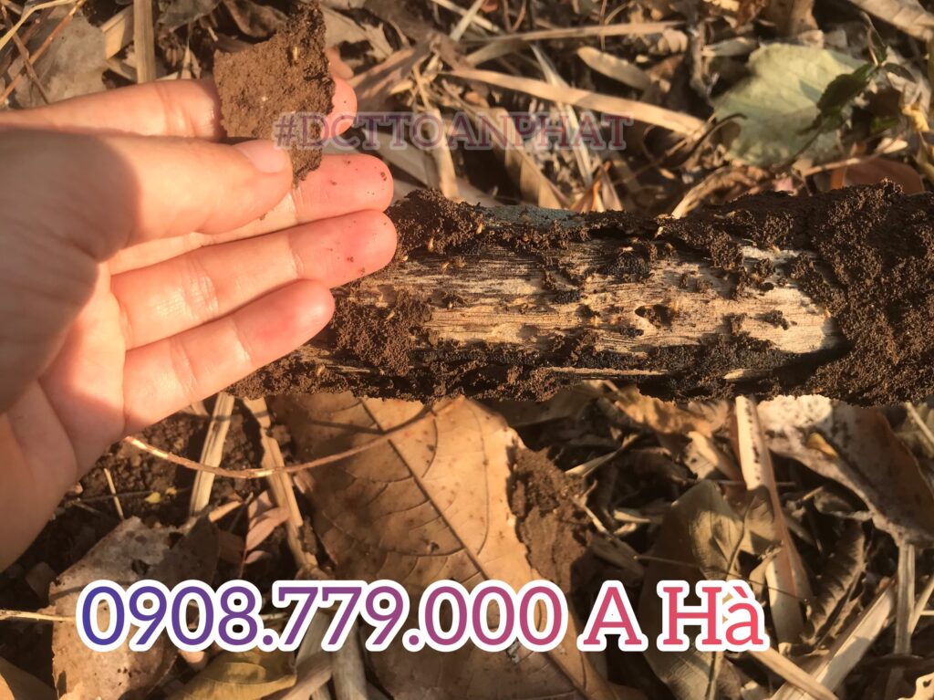 Các Đường Mối Ăn Dấu Hiệu Của Mối