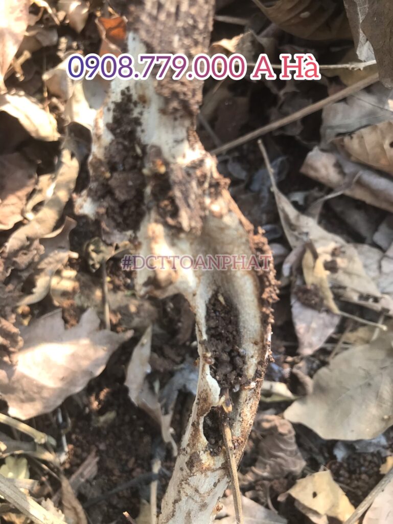 Nhận Diệt Mối Tận Gốc Tại Thành Phố Hồ Chí Minh