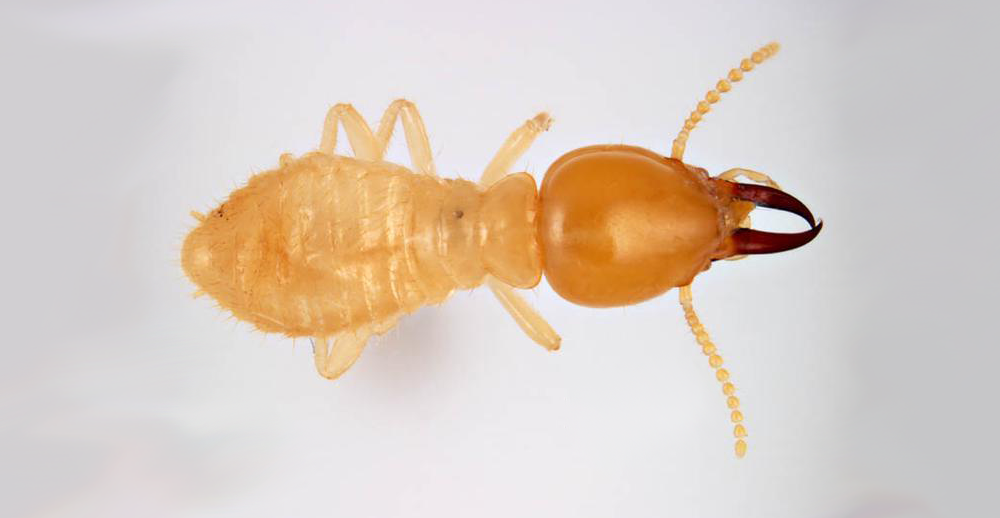 MOI Coptotermes formosanus