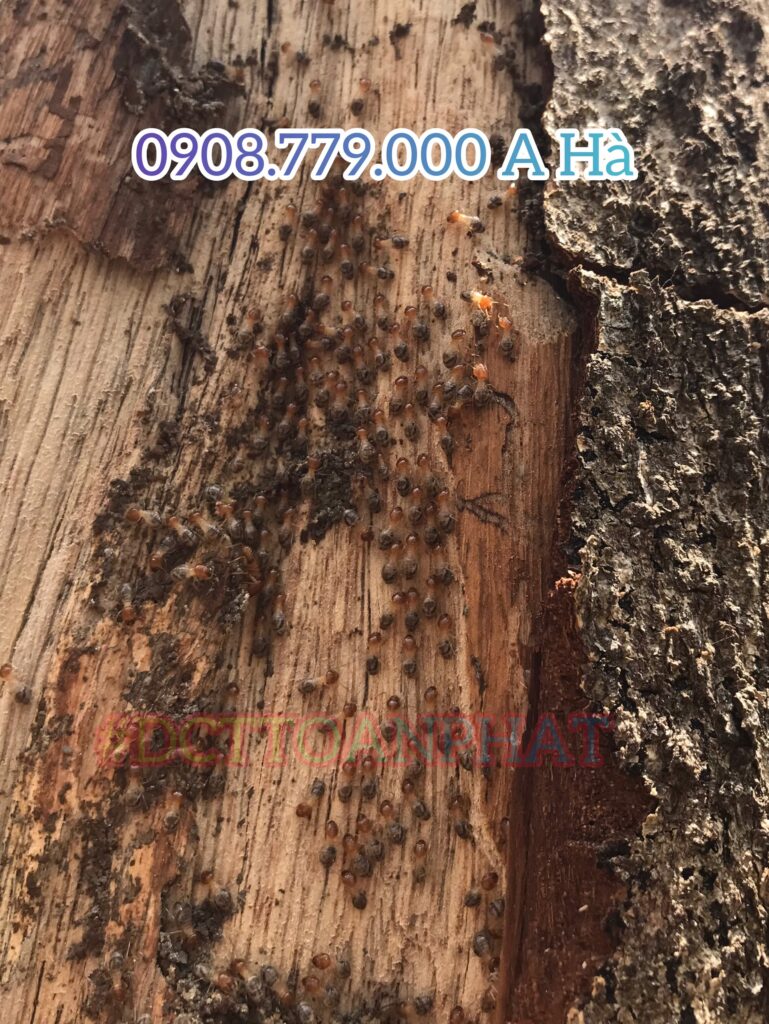 Đàn mối thợ đi kiếm ăn