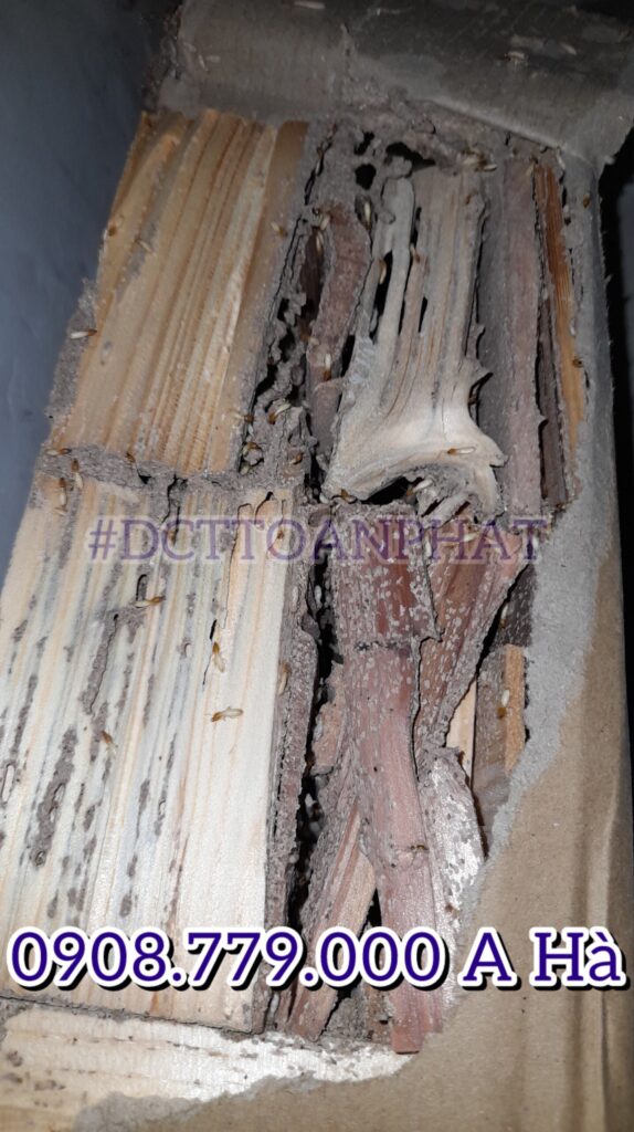 MỒI NHỬ MỐI THỢ ĂN, THỰC HIỆN BƠI DCT TOÀN PHÁT.