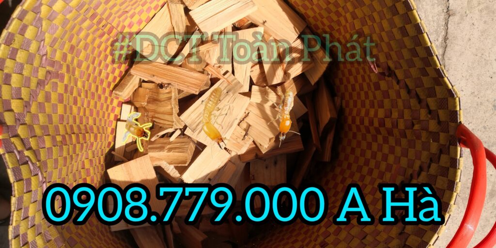 GỖ MỀN THU HÚT MỐI ĂN, DO DCT TOÀN PHÁT THỰC HIỆN. 0908.779.000 A HÀ