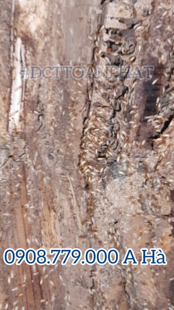 Mối Thợ chuyên gây hại cho gỗ nhà chúng ta