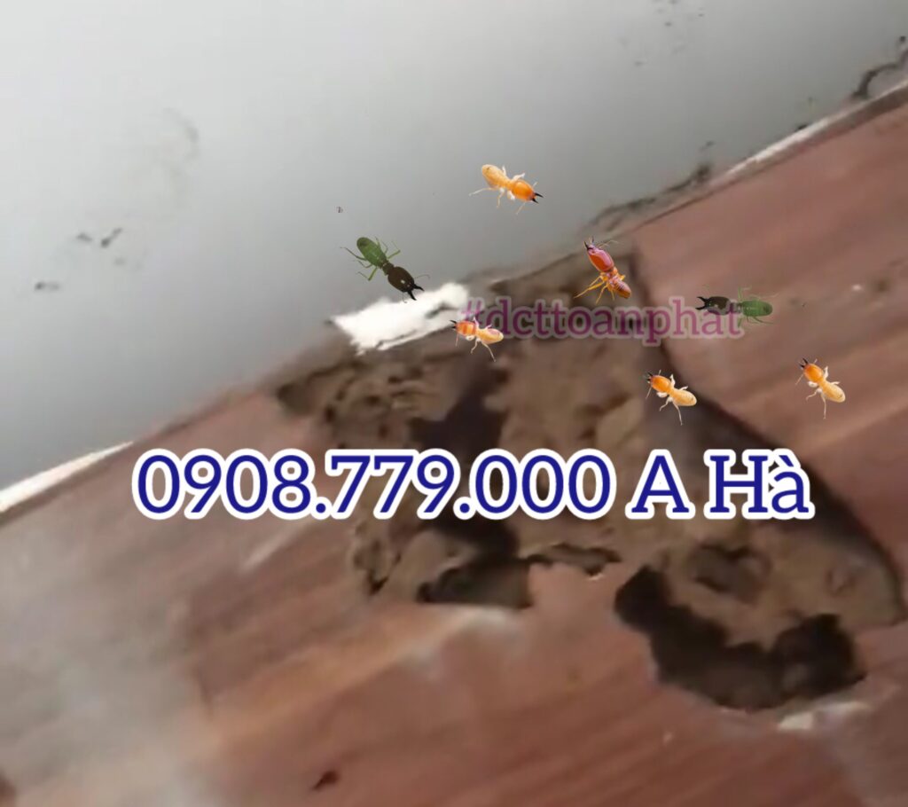 bàn ghế mối ăn phá hoại kinh khủng do dct toàn phát chụp thực tế