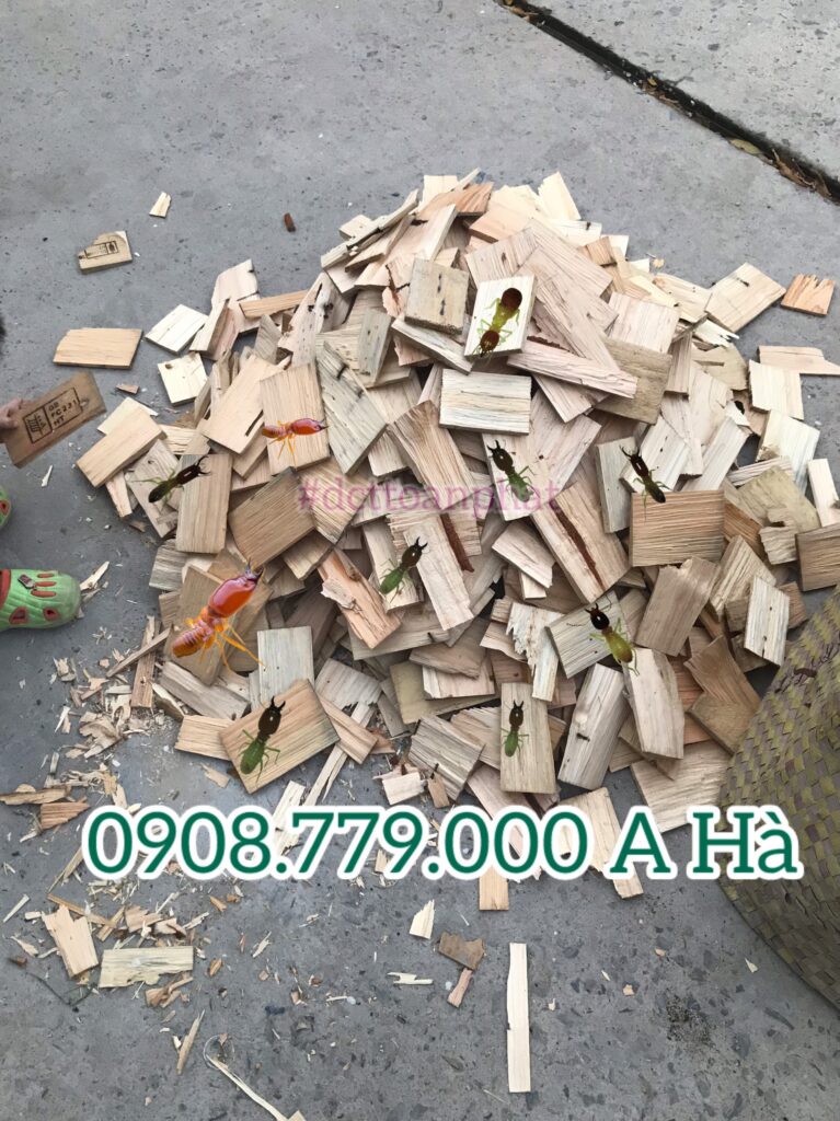 Gỗ Thông mền mối rất thích ăn , DCT Toàn Phát  có bán hộp nhử mối: 0908.779.000 A Hà 