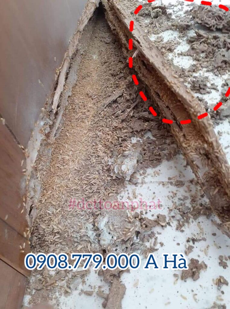 Nhận Kiểm Soát Mối Tận Gốc Tại Bình Thạnh mối và các điểm mối ăn gặm gỗ có thể thấy bằng mắt thường. Kiểm soát mối tại Quận Bình Thạnh