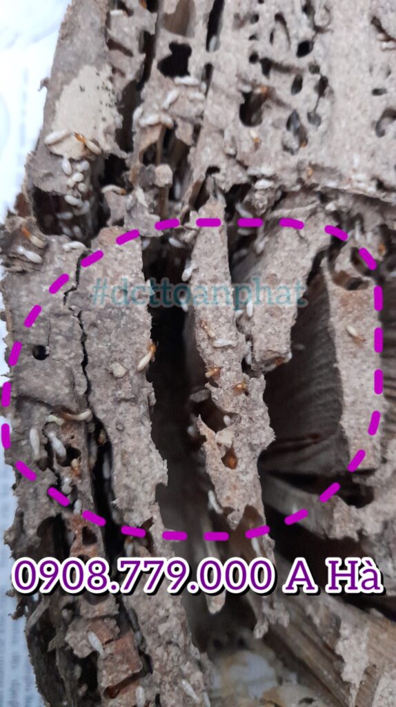 Nhận Kiểm Soát Mối Tận Gốc Tại Bình Thạnh con mối thợ & mối lính đang ăn hộp mồi nhử mối do DCT Toàn Phát đặt kiểm soát mối