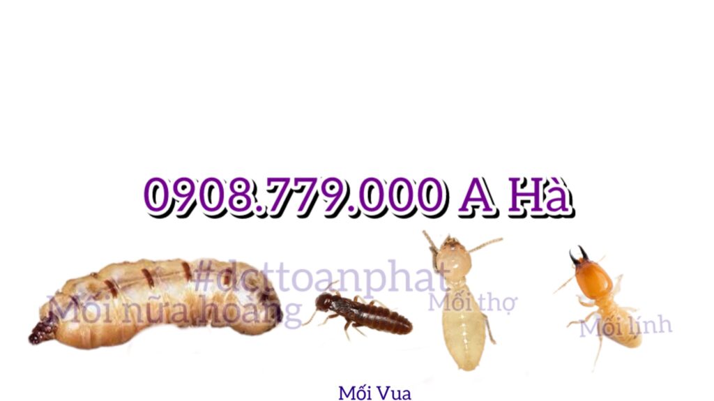 Nhận Kiểm Soát Mối Tận Gốc Tại Bình Thạnh Các Loại Mối Trong 1 Tổ Mối Kiểm soát mối tại quận Bình Thạnh