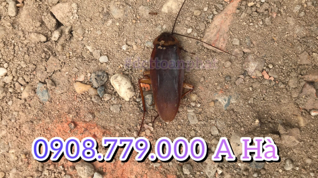 Bán Thuốc Diệt Gián Tại Bình Chánh