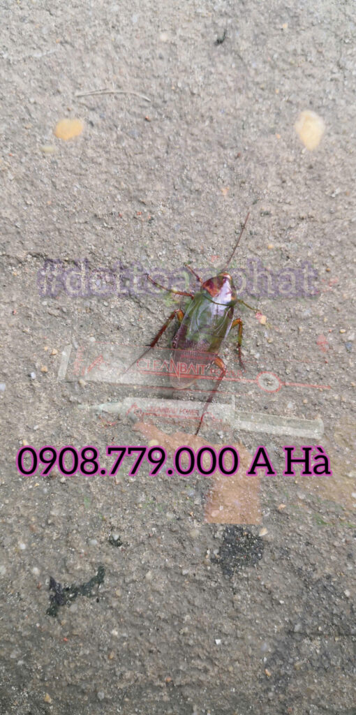 Gián Mỹ xuất hiện tại DCTToan Phát