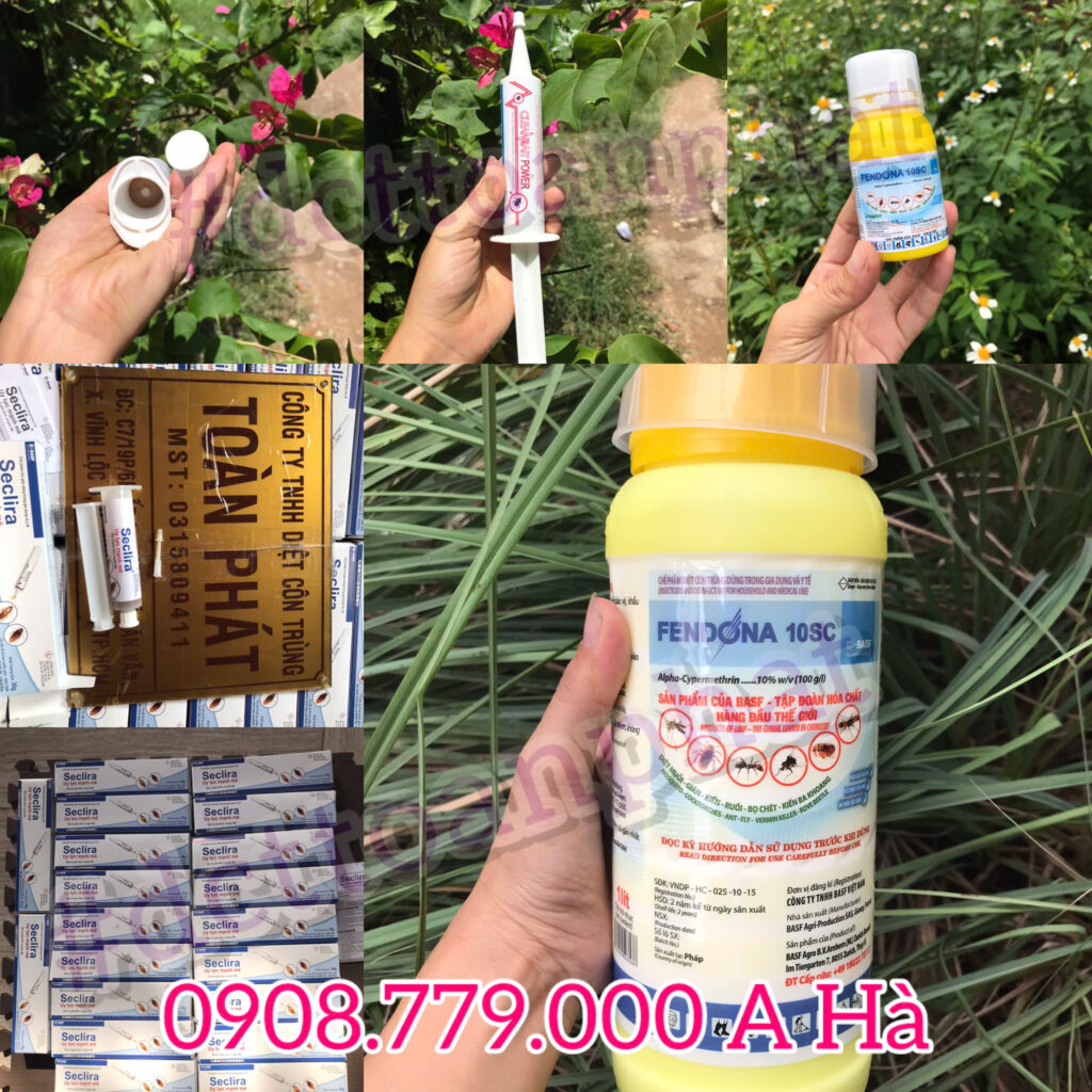 Bán Thuốc Diệt Gián Tại Quận 1