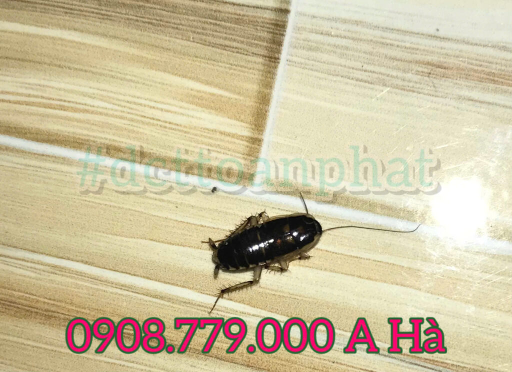 Gián Phương Đông DCTToanPhat, mua thuốc diệt gián ở đâu tại TP Hồ Chí Minh