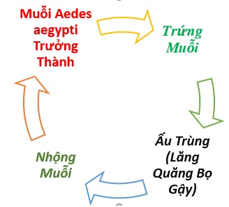 Thuốc Diệt Muỗi Phun Trong Nhà Tại Tp. HCM & Toàn Quốc Thuốc Diệt Muỗi Phun Trong Nhà Tại Tp. HCM & Toàn Quốc