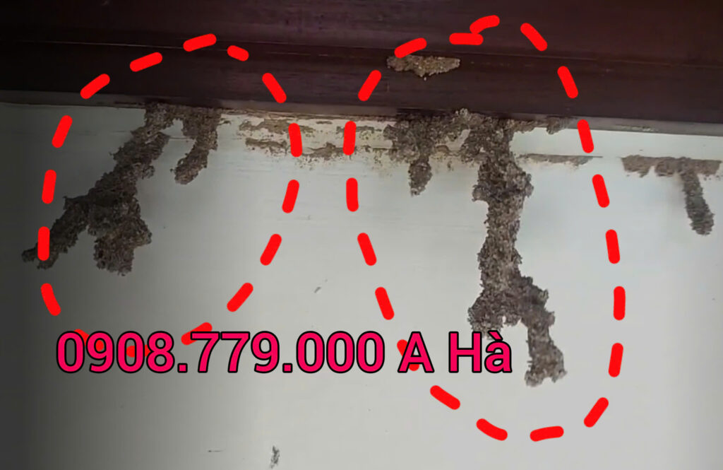 Mối Gây Hại Cho Khung Cửa, do DCTToanPhat thực hiện