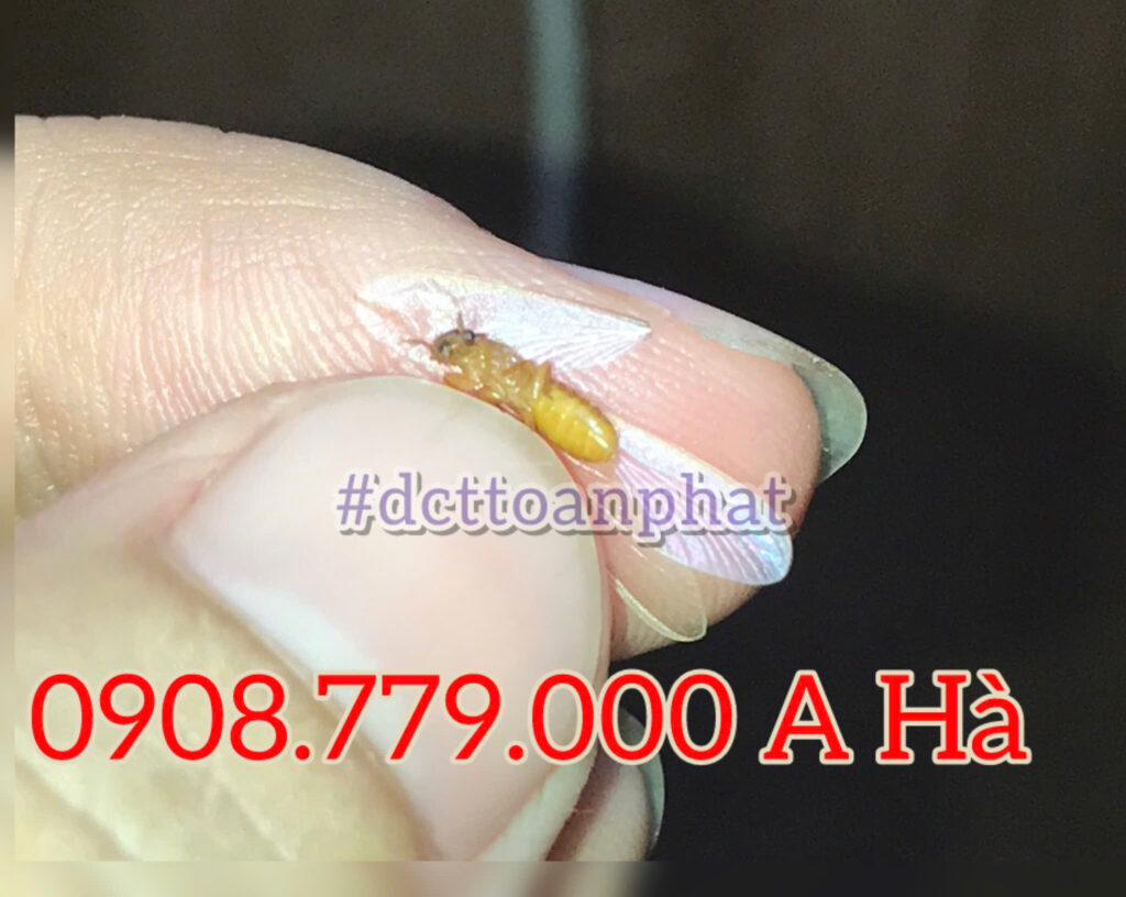 Mối cánh có thể bay và sinh sản tạo tổ mối ban đầu