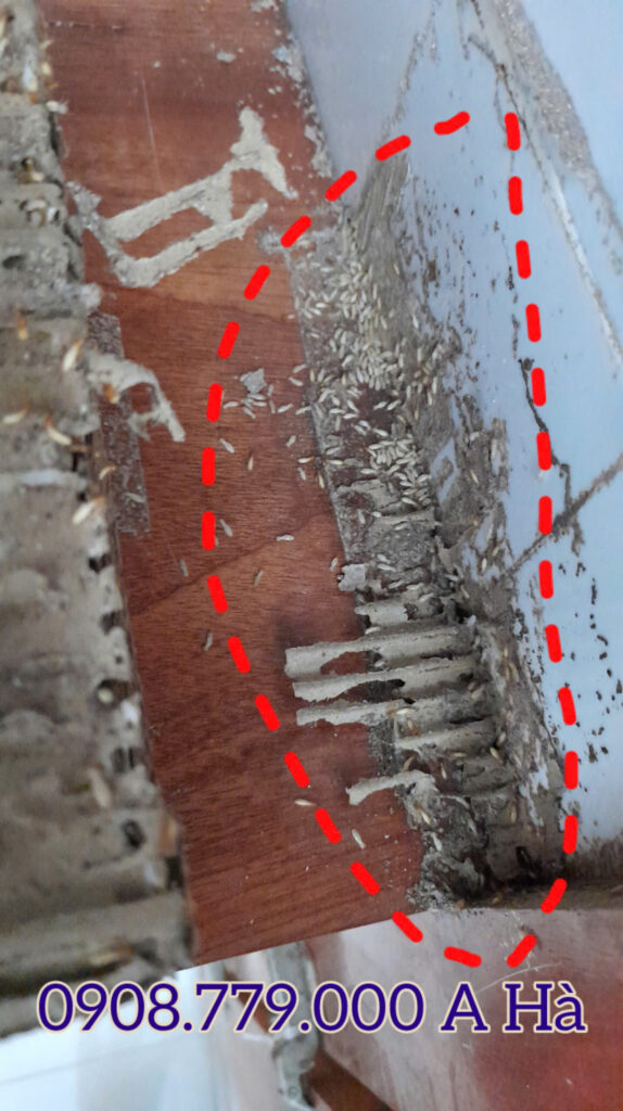 Dấu Hiệu Mối Xâm Nhập Nền Móng Nhà